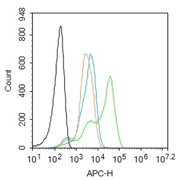 Glypican 1 Rabbit Polyclonal Antibody