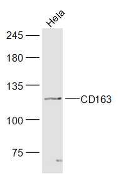 CD163 Rabbit Polyclonal Antibody