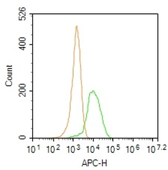 HLA-DPB1 Rabbit Polyclonal Antibody