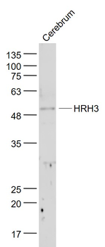 HRH3 Rabbit Polyclonal Antibody