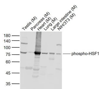 Phospho-HSF1 (Ser307) Rabbit Polyclonal Antibody
