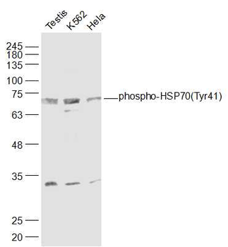 Phospho-HSP70 (Tyr41) Rabbit Polyclonal Antibody