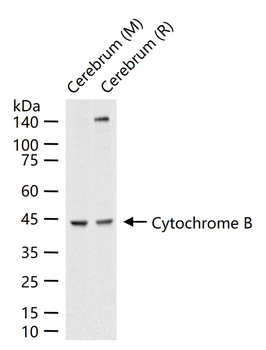 Cytochrome B Rabbit Polyclonal Antibody