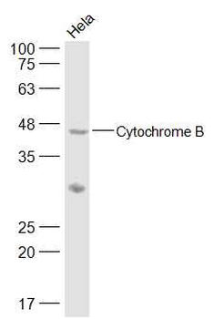 Cytochrome B Rabbit Polyclonal Antibody