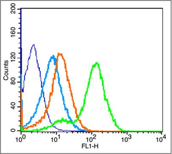 Phospho-IGF1R (Tyr1165 + Tyr1166) Rabbit Polyclonal Antibody