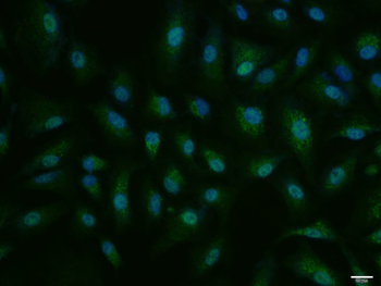 Phospho-IKK beta (Ser740) Rabbit Polyclonal Antibody