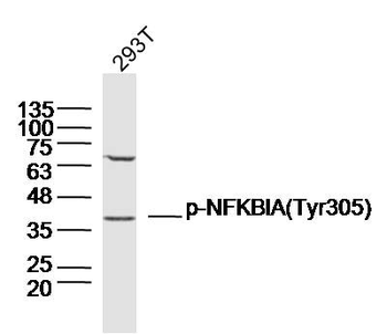 Phospho-IKB alpha (Tyr305) Rabbit Polyclonal Antibody