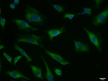 Phospho-IKK beta (Ser476) Rabbit Polyclonal Antibody