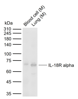 IL-18R alpha Rabbit Polyclonal Antibody