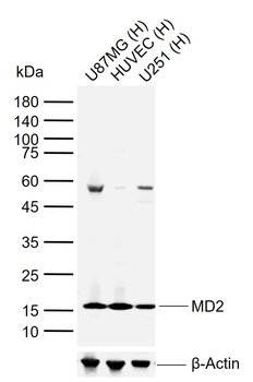 LY-96/MD2 Rabbit Polyclonal Antibody