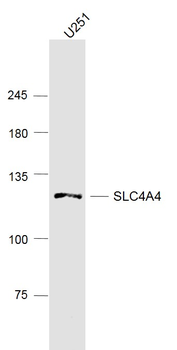 SLC4A4 Rabbit Polyclonal Antibody