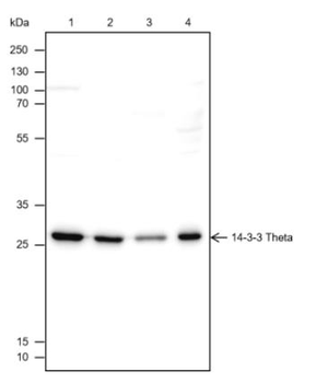 14-3-3 Tau Recombinant Rabbit Monoclonal Antibody