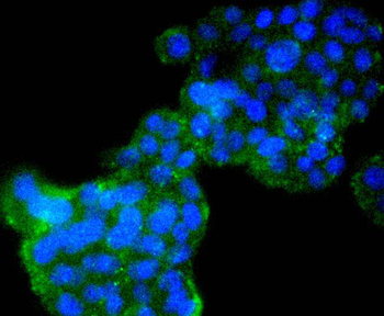 Cyclin B2 Recombinant Rabbit Monoclonal Antibody