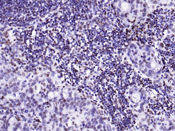Histone H3.3 Recombinant Rabbit Monoclonal Antibody