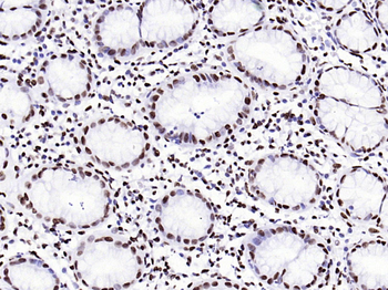 Histone H3.3 Recombinant Rabbit Monoclonal Antibody