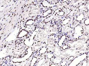 Histone H3.3 Recombinant Rabbit Monoclonal Antibody