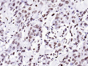 Histone H3.3 Recombinant Rabbit Monoclonal Antibody