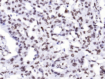 Histone H3.3 Recombinant Rabbit Monoclonal Antibody