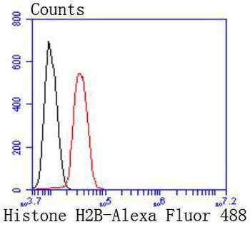 Histone H2B Recombinant Rabbit Monoclonal Antibody