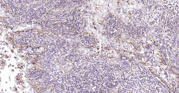 Sodium Potassium ATPase Recombinant Rabbit Monoclonal Antibody