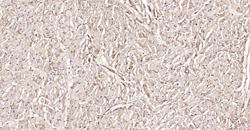 Sodium Potassium ATPase Recombinant Rabbit Monoclonal Antibody