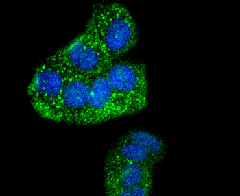 Phospho-IRF3 (Ser386) Recombinant Rabbit Monoclonal Antibody