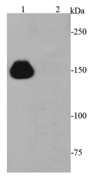 Cas9 Mouse Monoclonal Antibody