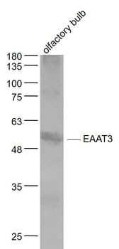 EAAT3 Rabbit Polyclonal Antibody