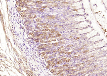 Cyclophilin B Rabbit Polyclonal Antibody