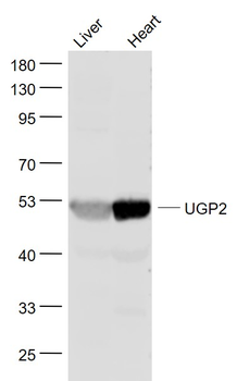 UGP2 Rabbit Polyclonal Antibody