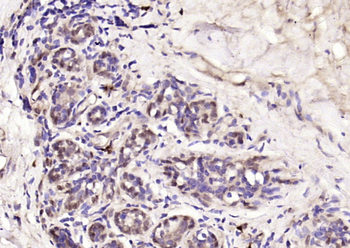 Phospho-HER4 (Tyr1162) Rabbit Polyclonal Antibody