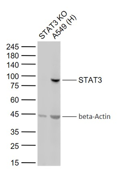 STAT3 Mouse Monoclonal Antibody