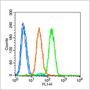 Phospho-14-3-3 protein zeta (Ser58) Rabbit Polyclonal Antibody