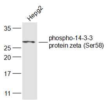 Phospho-14-3-3 protein zeta (Ser58) Rabbit Polyclonal Antibody