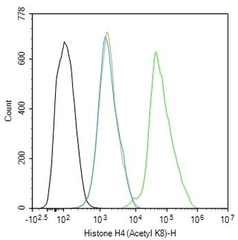 Histone H4 (Acetyl K8) Rabbit Polyclonal Antibody