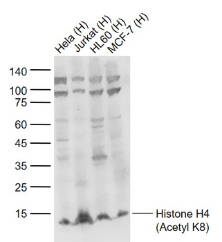 Histone H4 (Acetyl K8) Rabbit Polyclonal Antibody