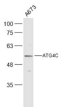 ATG4C Rabbit Polyclonal Antibody