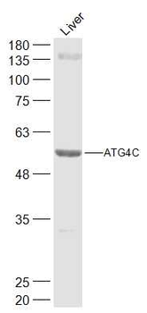 ATG4C Rabbit Polyclonal Antibody