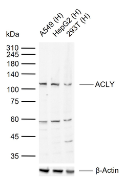 ACLY Rabbit Polyclonal Antibody