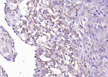 Legumain Rabbit Polyclonal Antibody