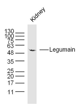 Legumain Rabbit Polyclonal Antibody