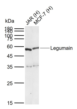 Legumain Rabbit Polyclonal Antibody