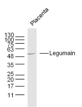 Legumain Rabbit Polyclonal Antibody