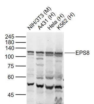EPS8 Rabbit Polyclonal Antibody