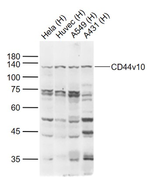 CD44v10 Rabbit Polyclonal Antibody