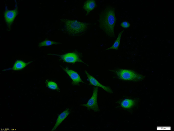 CD44v4 Rabbit Polyclonal Antibody