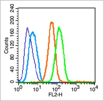 CD44v5 Rabbit Polyclonal Antibody