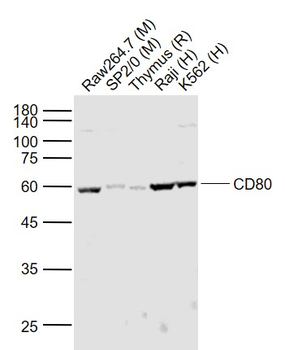 CD80 Rabbit Polyclonal Antibody