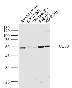 CD80 Rabbit Polyclonal Antibody