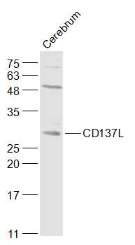 TNFSF9 Rabbit Polyclonal Antibody